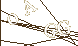 CAPTCHA Turing Test