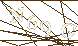 CAPTCHA Turing Test