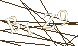 CAPTCHA Turing Test